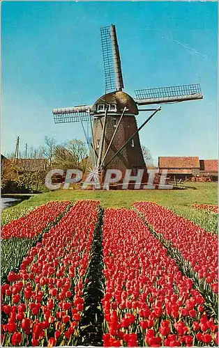 Cartes postales moderne Holland Land of Flowers and Wind mills