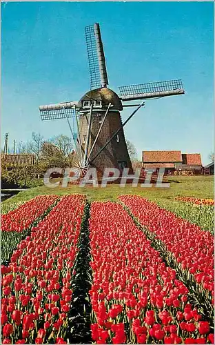 Moderne Karte Holland Land of Flowers and Wind mills