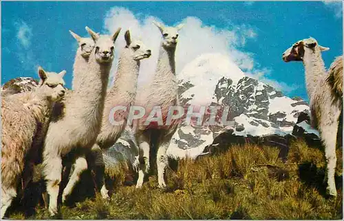 Cartes postales moderne Group of Llamas in the Andes