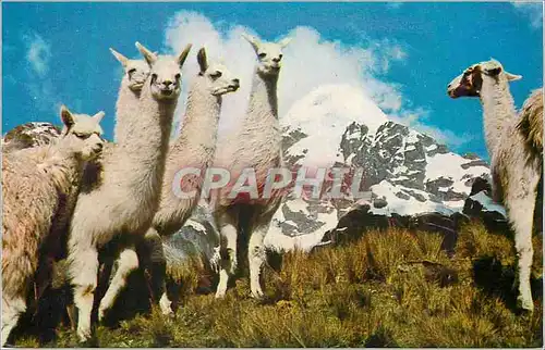 Moderne Karte Group of Llamas in the Andes