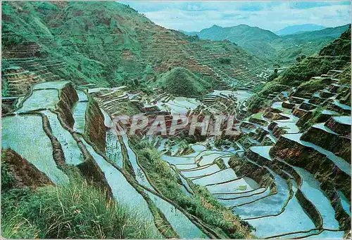 Cartes postales moderne Wonder of the World The Rice Terraces of the Philippines