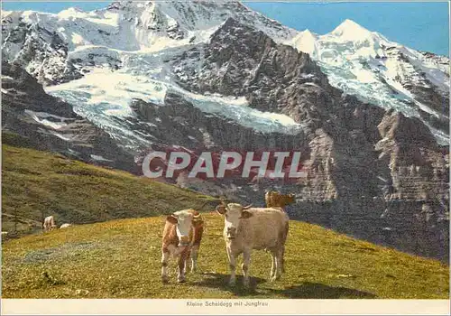 Cartes postales moderne Kleine Scheldegg mit Jungfrau Vaches