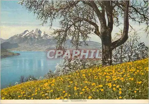 Cartes postales moderne Weggis Vierwaldstattersee