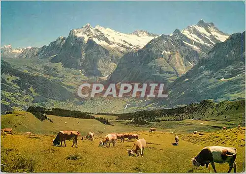Cartes postales moderne Wetterhorn Schreckhorn und Grindelwald von Mannlichen aus