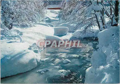 Cartes postales moderne Els und Schnee am Bergbach Le petit ruisseau en hiver