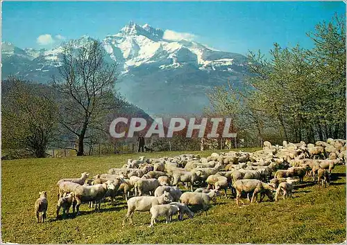 Cartes postales moderne Un joli troupeau et vue sur les Dents du Midi