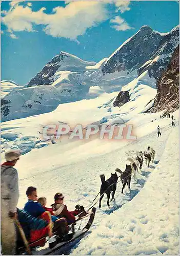 Ansichtskarte AK Jungfraujoch Rottalhorn und Jungfrau Polarhunde Luge Chiens