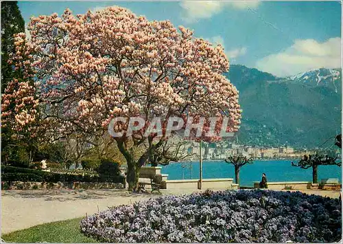 Cartes postales Magnolia a Clarens au loin Montreux