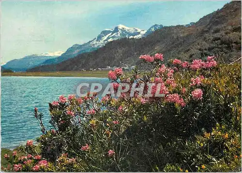 Cartes postales moderne Alpen am Silsersee