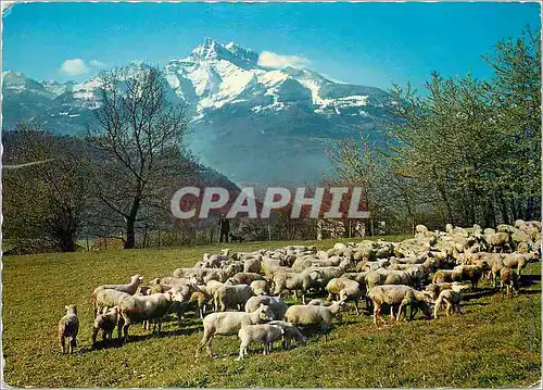 Cartes postales moderne Un joli troupeau et vue sur les Dents du Midi