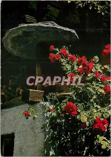 Cartes postales moderne Rosenstrauch im Wallis Beau coin dans le Valais