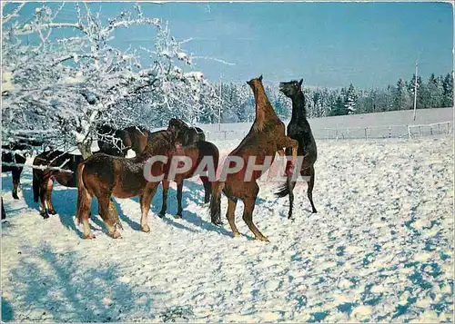 Cartes postales moderne Aux Franches Montagnes Chevaux