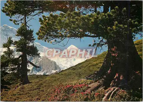 Cartes postales moderne Jungfrau und Silberhorn mit Bergarve