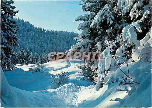 Cartes postales moderne Winterland in Graubunden in Flims