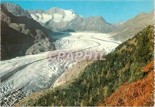 Cartes postales moderne Switzerland Aletsch wood and Aletsch glacier