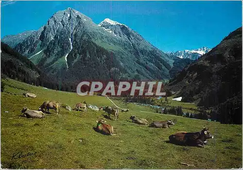 Ansichtskarte AK Klosters Graubunden Schweiz Alp Pardenn mit Canardhorn Vereina Weisshorn