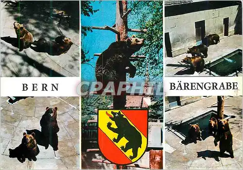 Cartes postales moderne Three Bears Berne