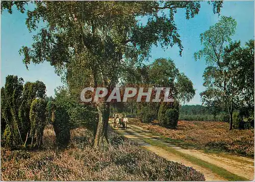 Cartes postales moderne Luneburger Heide