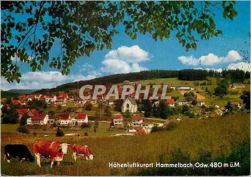 Cartes postales moderne Hohenluftkurort Hammelbach