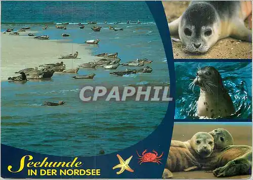 Cartes postales moderne Seehunde Phoque Otarie