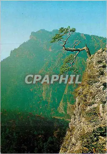 Cartes postales moderne Pieniny Sokolica Poland