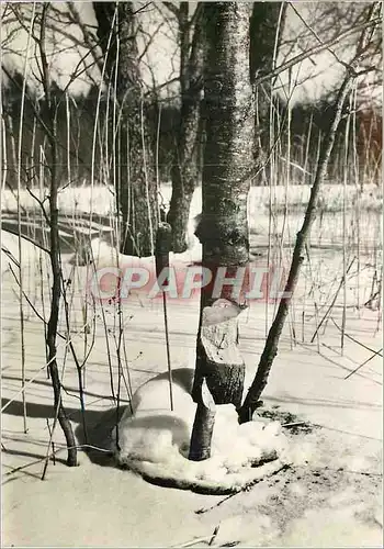 Cartes postales moderne Puszcza Bialowieska Lublin