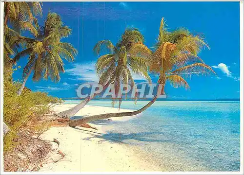 Cartes postales moderne White Beach Polynesian