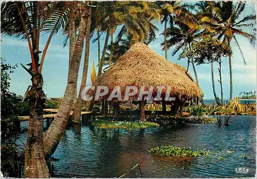 Cartes postales moderne Paysage Tahitien