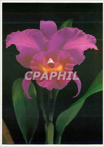 Cartes postales moderne Orchidee Flowers Tahitian gardens