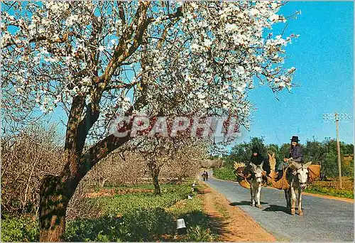 Cartes postales moderne Almonds in blossom Algarve Ane Donkey