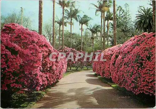 Cartes postales moderne Furnas S.Miguel Acores