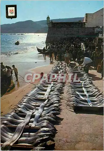 Cartes postales moderne Fish Sale Sesimbra