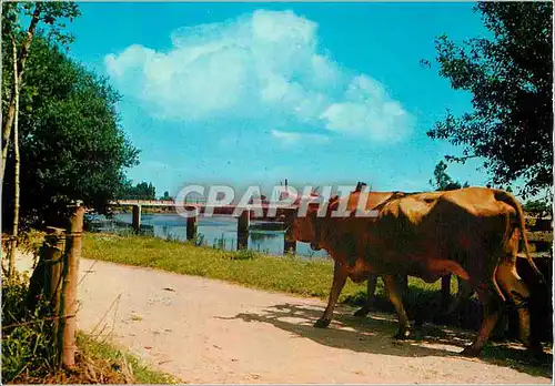 Cartes postales moderne Bridge across River Vouga Aveiro