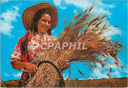 Cartes postales moderne Segadora Ribatejo Santarem