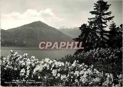 Cartes postales moderne Lago di Como Villa Carlotta Gruppo di azalee