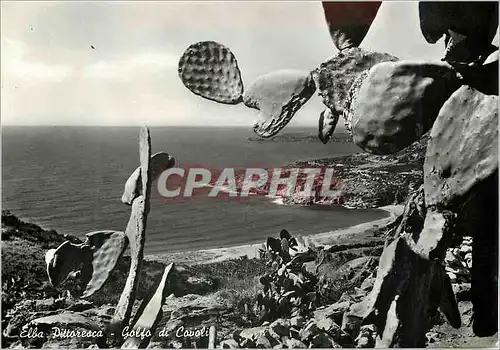 Cartes postales moderne Isola Elba Pittoresca Golfo di Cavoli