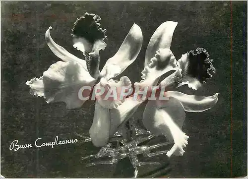 Cartes postales moderne Buon Compleanno Orchidee