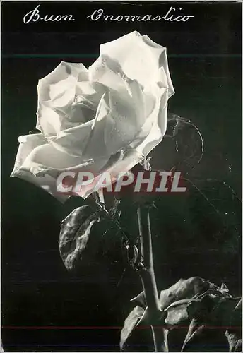 Cartes postales moderne Buon Compleanno Rose