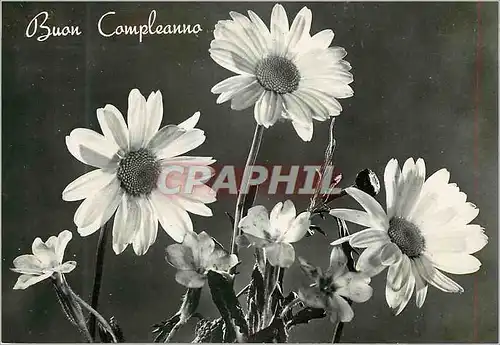 Cartes postales moderne Buon Compleanno Sunflower
