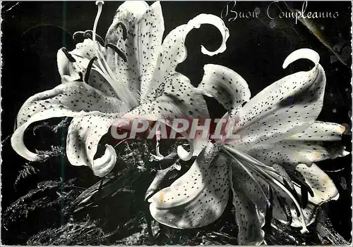 Cartes postales moderne Buon Compleanno Orchidee