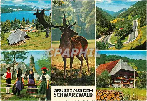 Cartes postales moderne Schwarzwald Panorama
