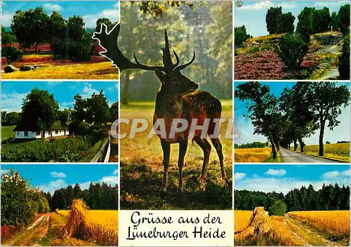 Cartes postales moderne Luneburger Heide