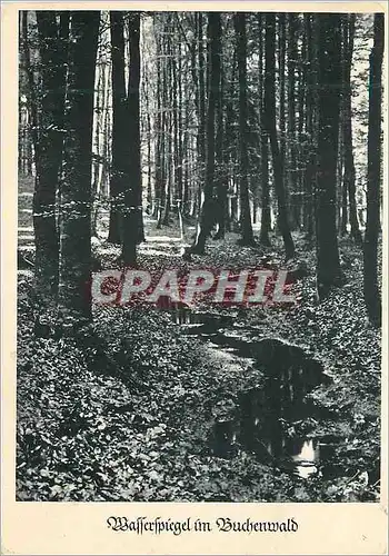 Cartes postales moderne Wasserspiegel im Buchenwald