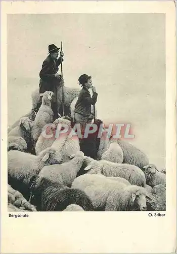 Cartes postales moderne Bergschafe Sheeps Moutons Bergers