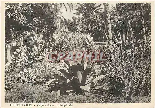Cartes postales moderne Riviera Ligure - Vegetazione subtropicale