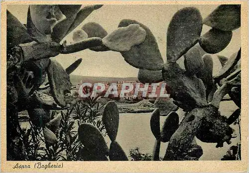 Cartes postales moderne Aspra (Bagheria) La Nature S'Entoure