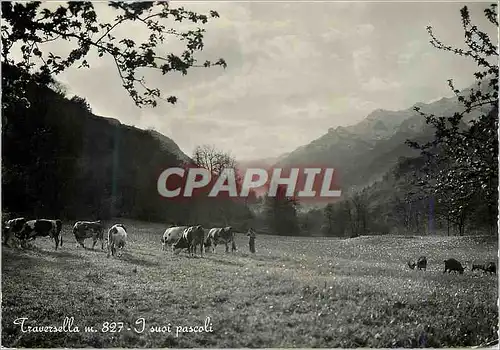 Cartes postales moderne Traversella m 827 I Suoi Pascoli