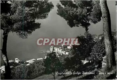 Cartes postales moderne Bogliasco Golfo Paradiso Parmi les Pins