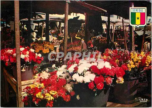 Cartes postales moderne Senegal Dakar Marche aux fleurs de Kermel