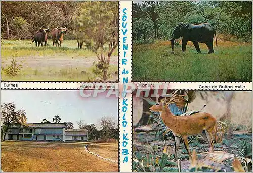 Cartes postales moderne Senegal Parc national du Niokolos-Koba Buffles Elephant Hotel de Simenti Cobe de buffon male